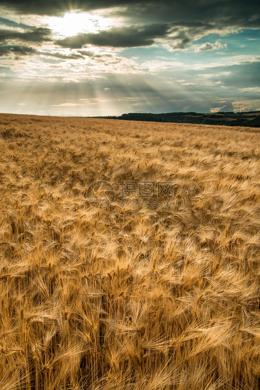 金色麥穗：攝影繪畫設計中的絕美圖片