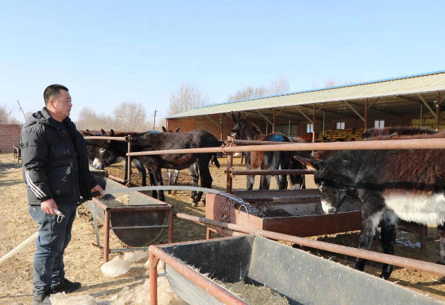 毛驢養殖“錢”景廣 特色養殖有奔頭