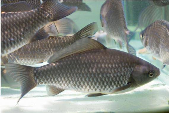 鯽魚魚糧自已怎麼配，成魚期的飼料自配方參考