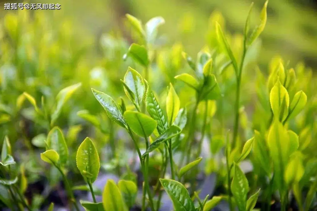 原創19世紀，英、俄是如何聯手發動的茶葉革命，破除中國茶葉壟斷的？