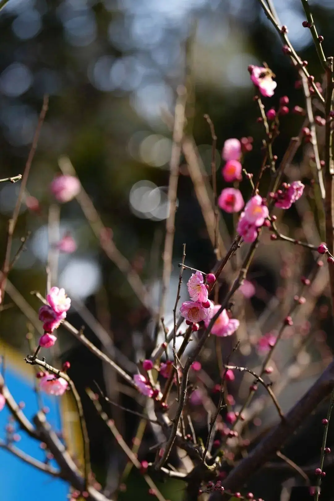必須收藏！絕美！絕美！誰能拒絕這波中式美學？昆明超詳細賞梅攻略來了，包出片！