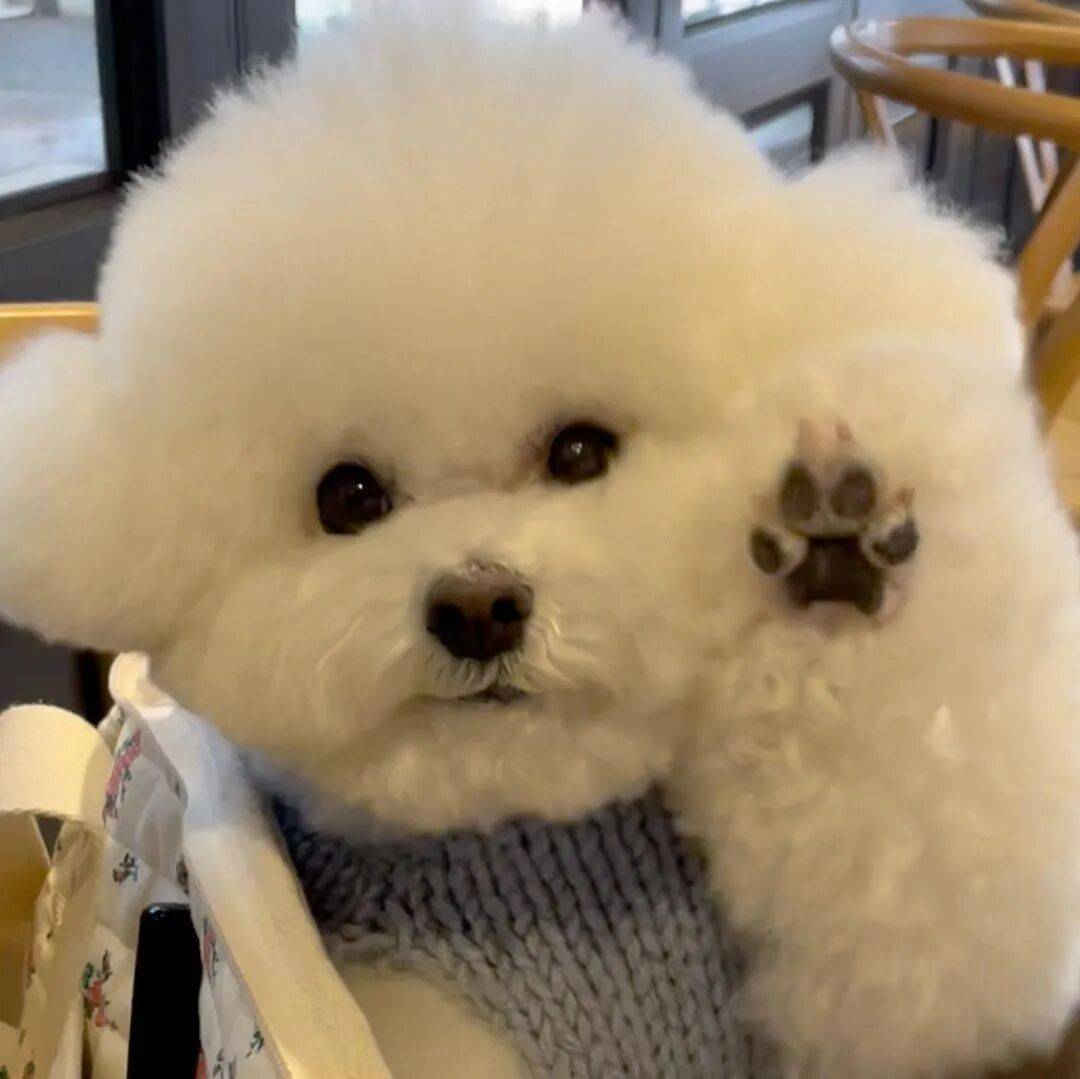 狗子怕冷故意把窗簾蓋在身上，狗：這暗示夠明顯了吧？