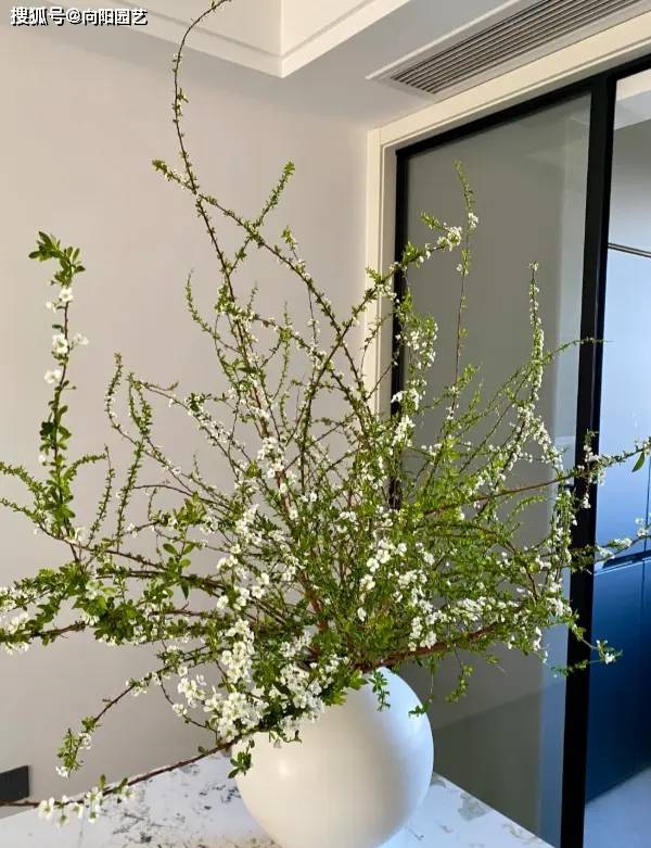 你花幾十塊買的銀柳，用柳樹枝噴的油漆，不如買雪柳更好看！