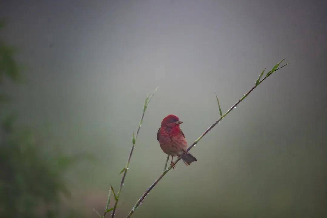 國際旅遊攝影網2026年國內外攝影路線全景指南