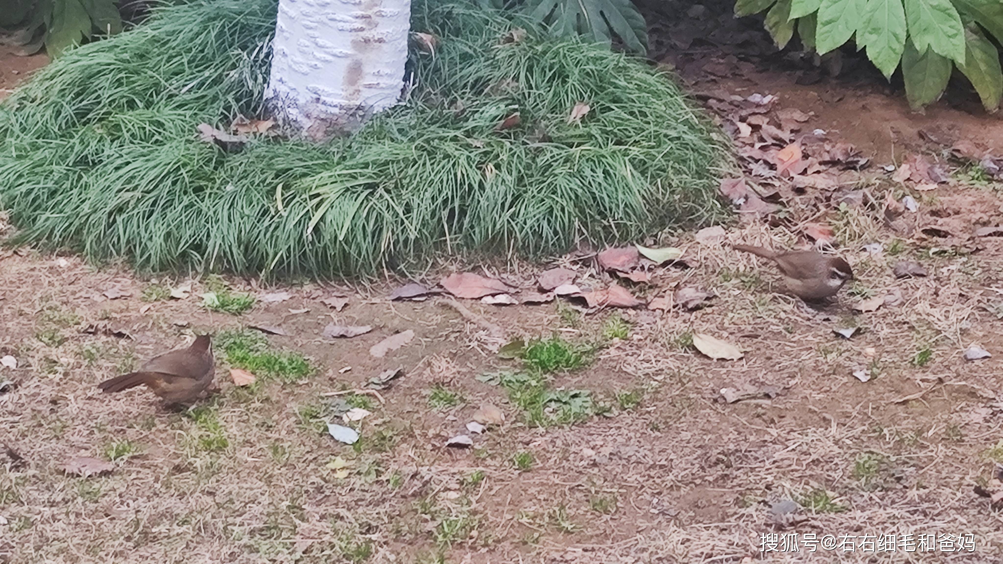 原創跑錯方向的“搶跑”教育：公園裡、公車上，被“逼”學習的5歲娃