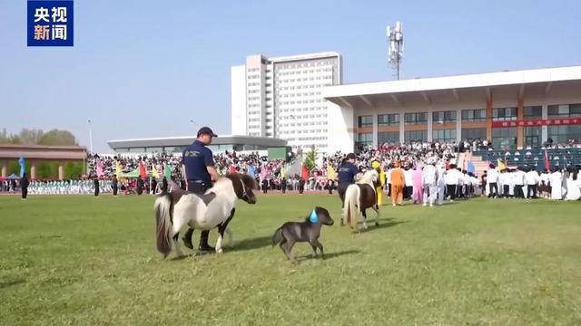 別人家的大學！青島這所高校開設“騎馬養馬”專業，央視關注