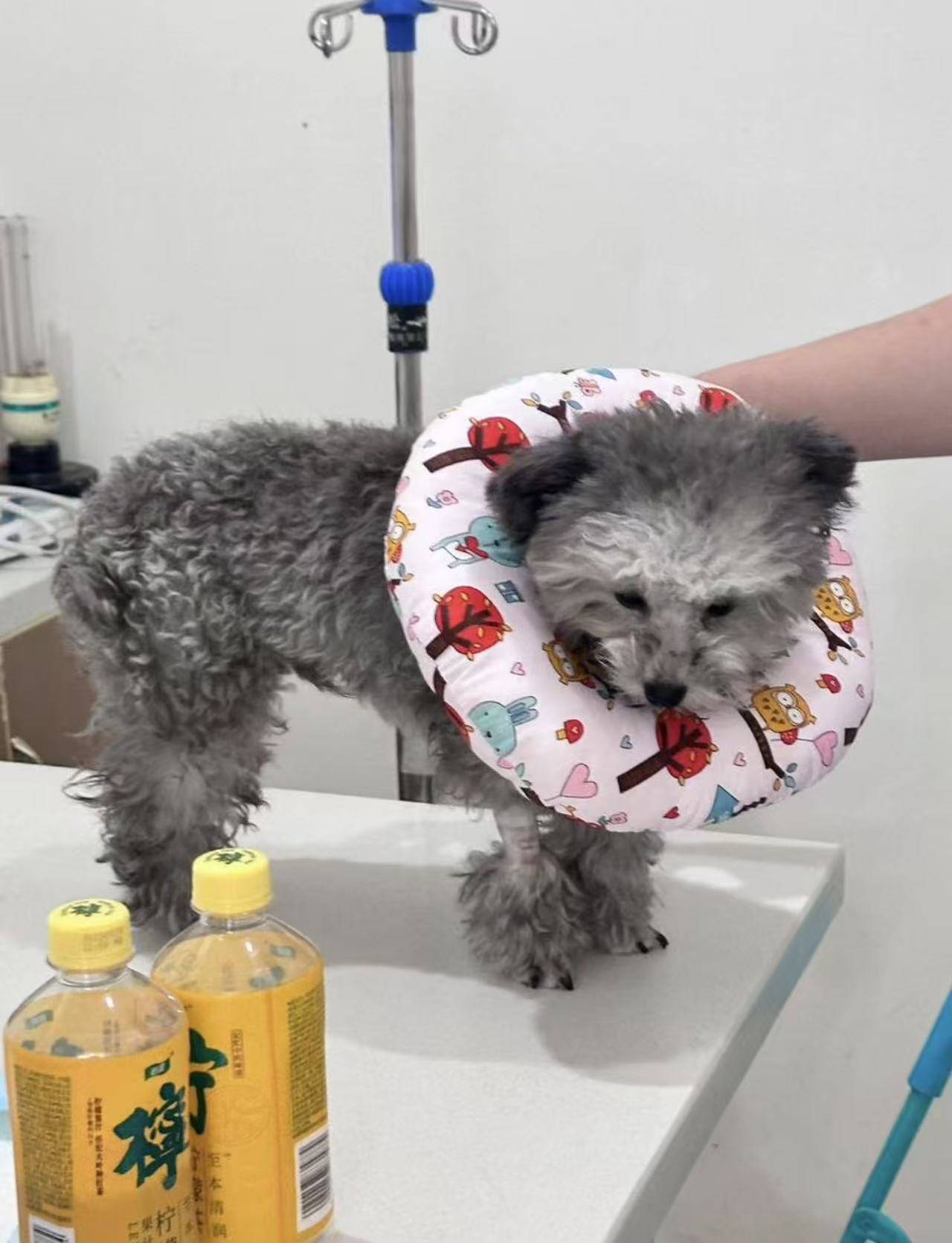 溫江寵物洗澡美容哪家好