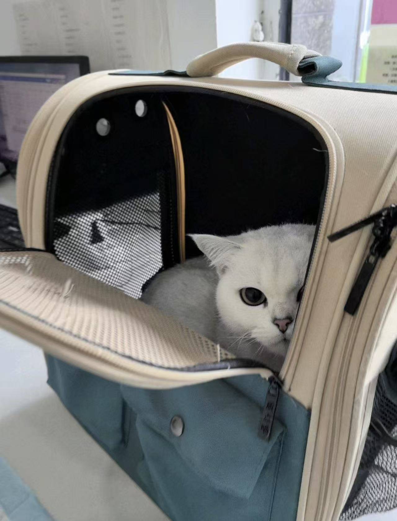 溫江區寵物美容服務質量對比