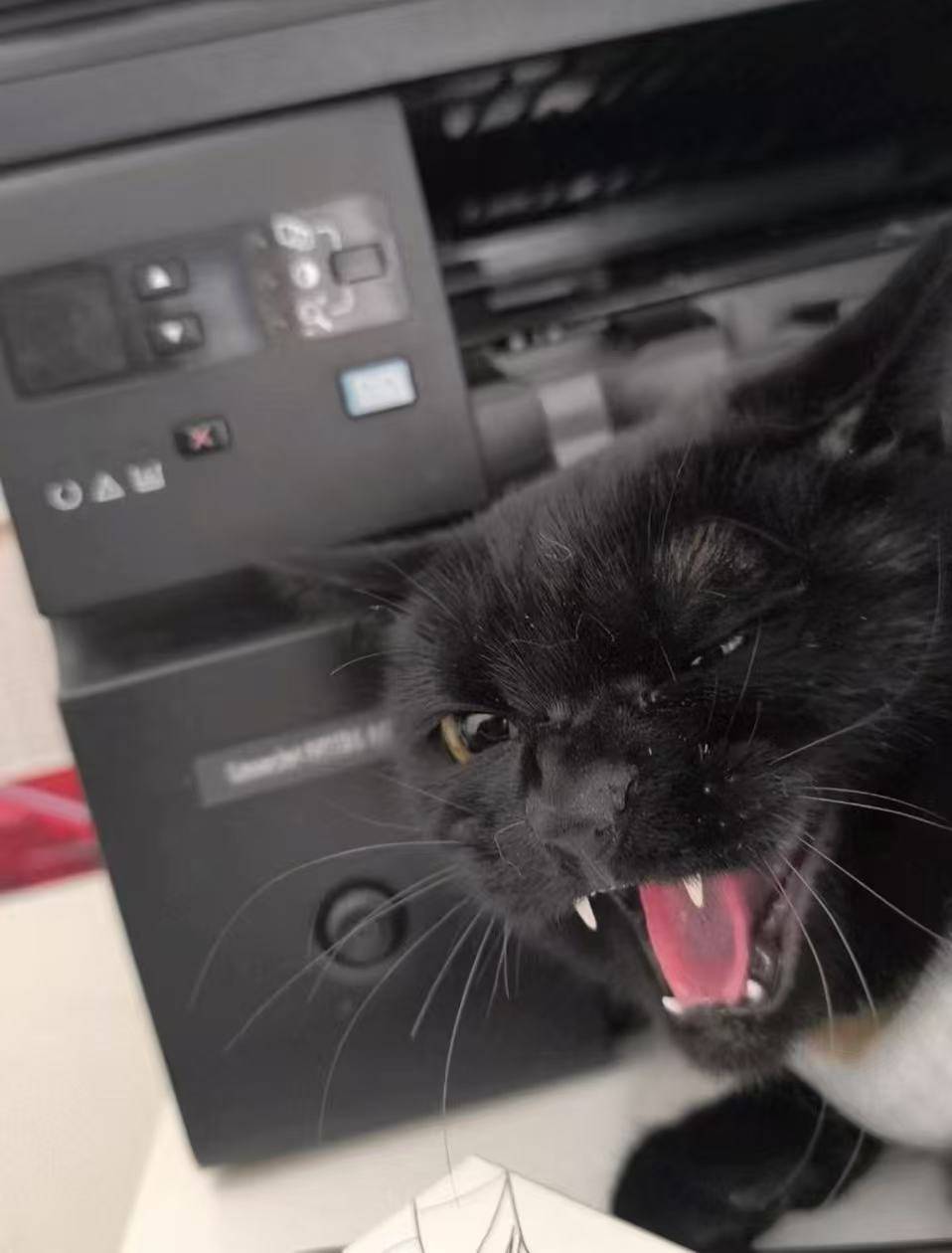 溫江寵物洗澡美容哪家好