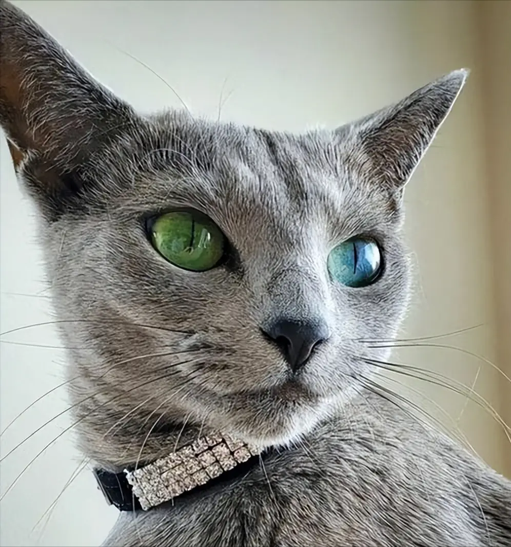 貓咪太瘦不長肉？這幾款增肥發腮的優質貓糧，快收藏！