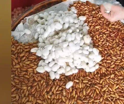 武平這種天然美食快要上線了，你多久沒吃了？