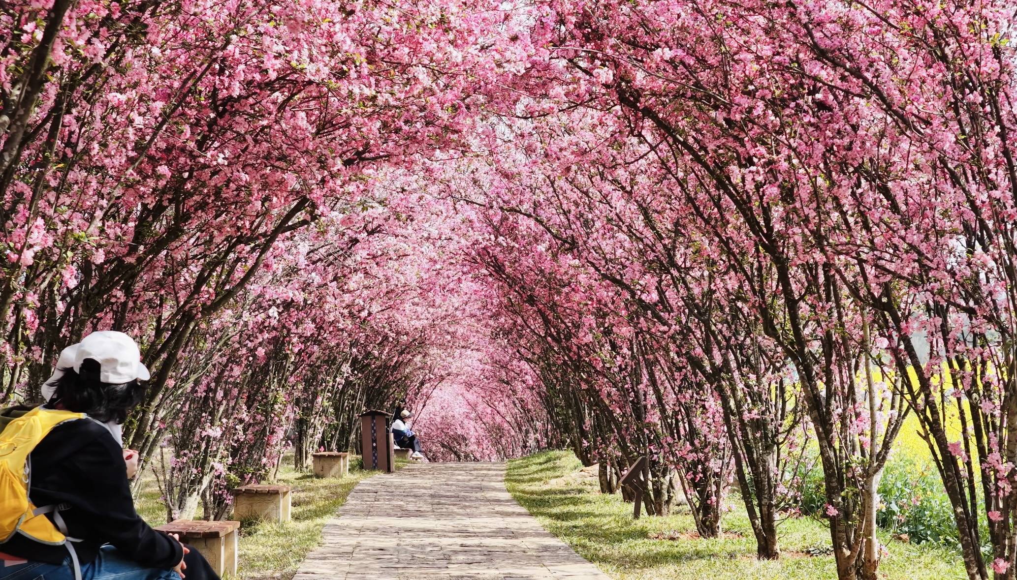 3月7日至8日，雲南乃古石林風景區女性免票