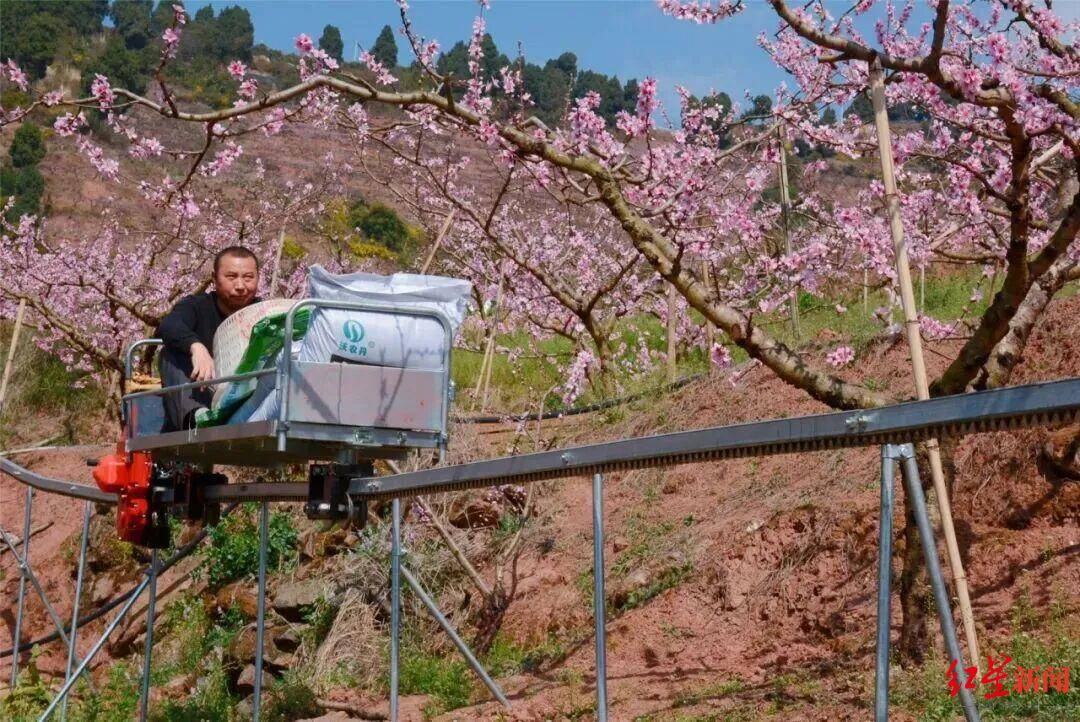 2分鐘“走”完1小時山路，龍泉山水蜜桃將坐上“空中快遞”