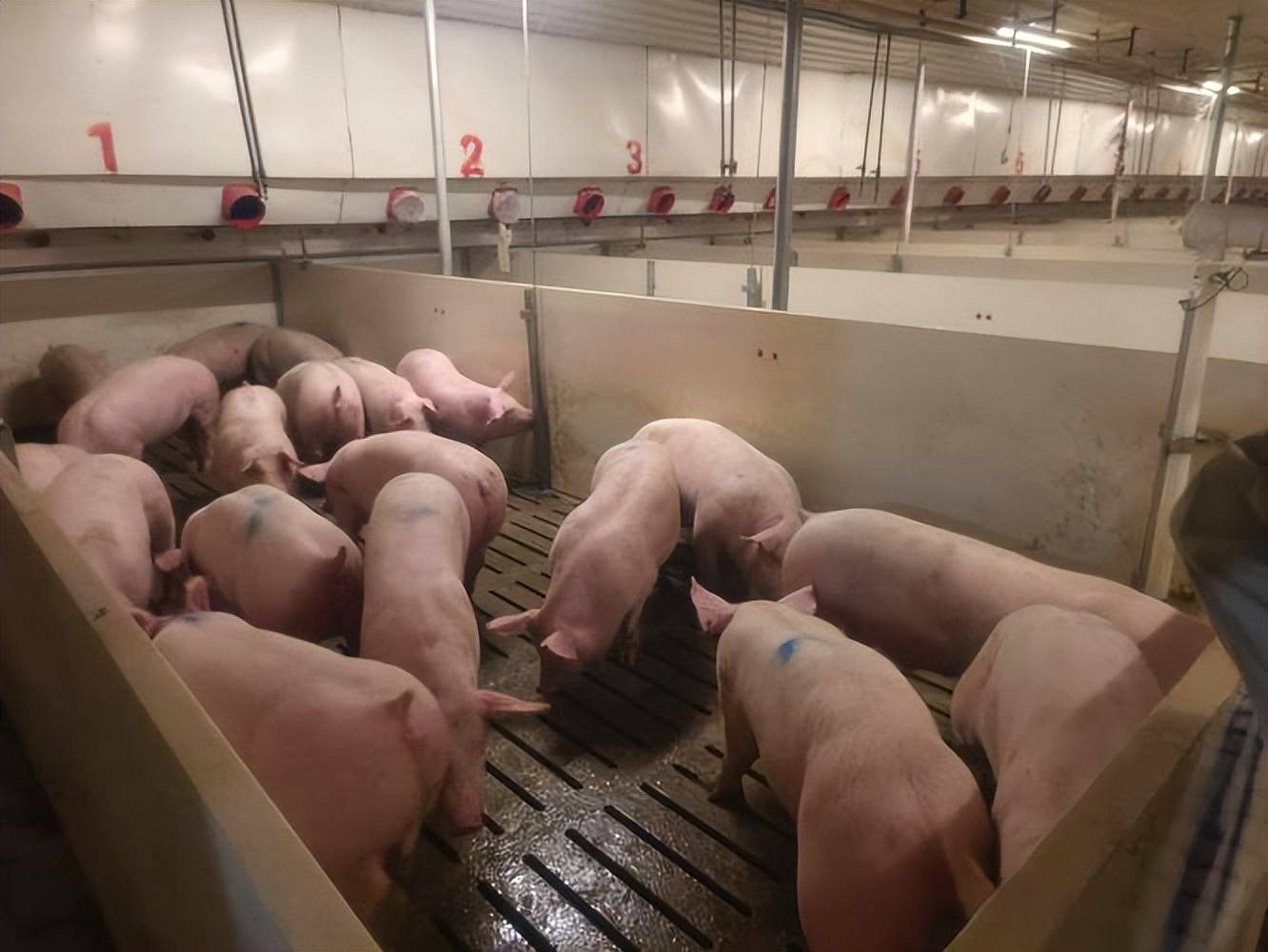 仔豬拉黃白痢什麼原因引起？先查這幾點，建議收藏備用！