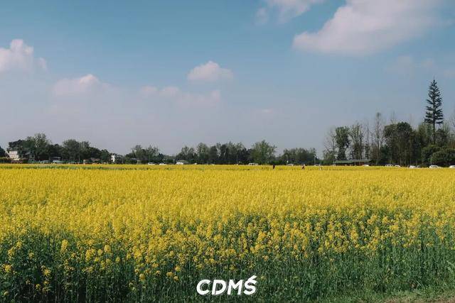 收藏！新津美食地圖更新了