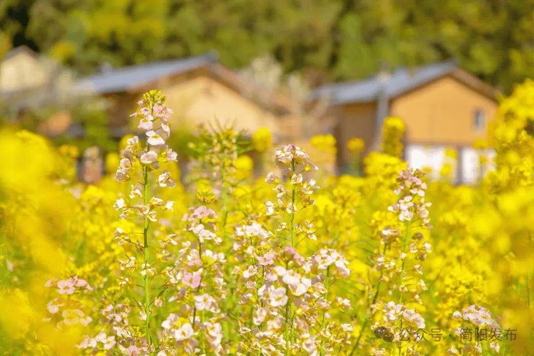 石鍾鎮前鋒村：春日盛景啟用鄉村旅遊新動能