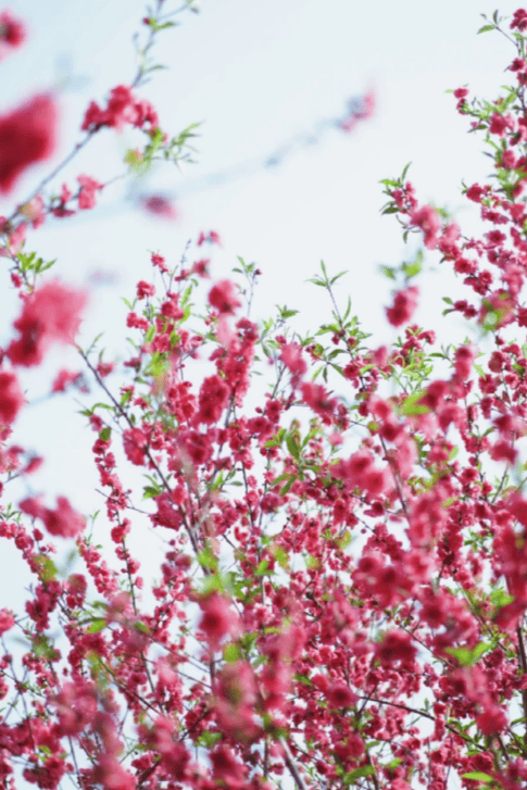 收藏！泉州春日賞花去哪裡？花期+地址全攻略