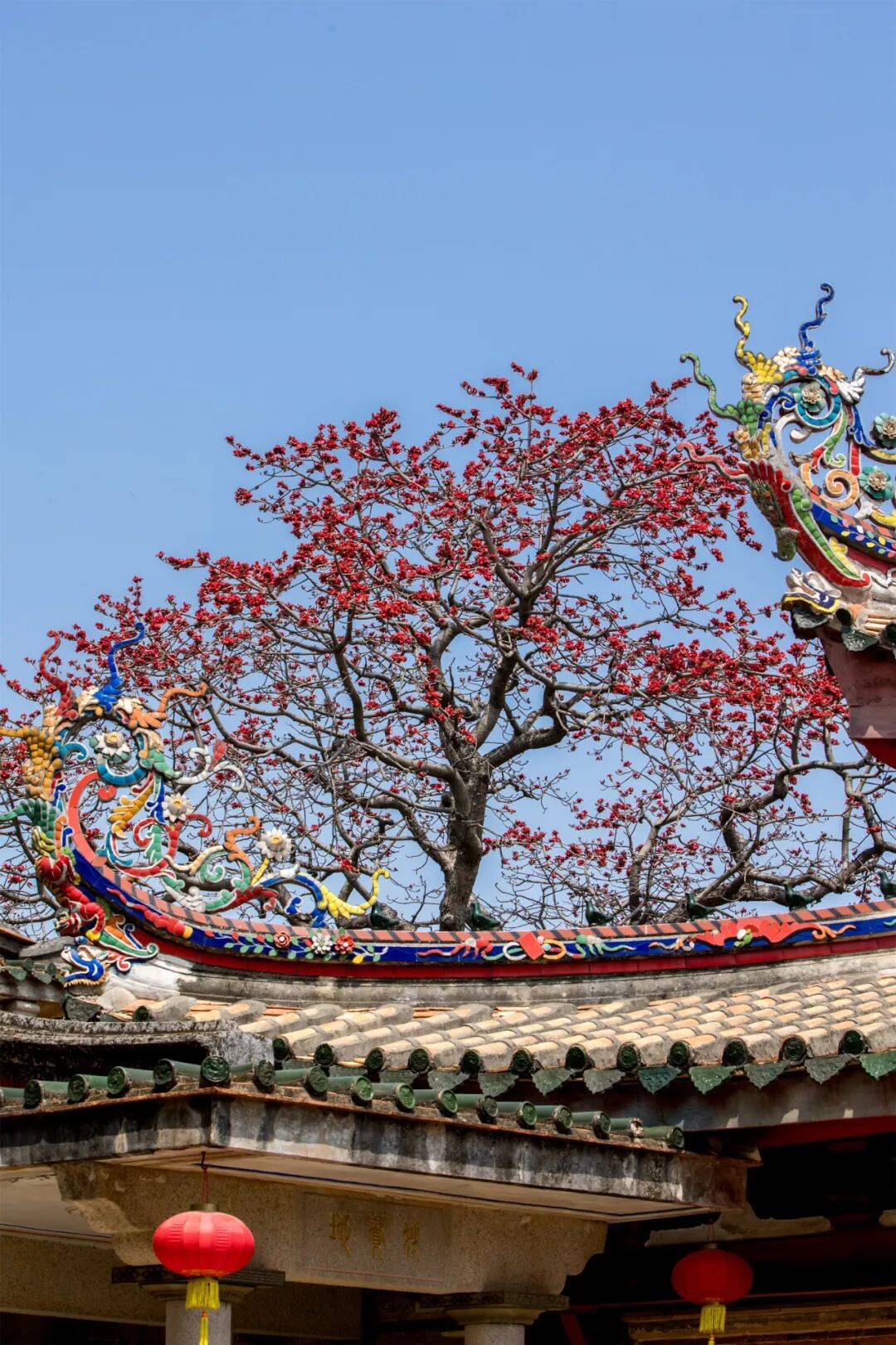 收藏！泉州春日賞花去哪裡？花期+地址全攻略