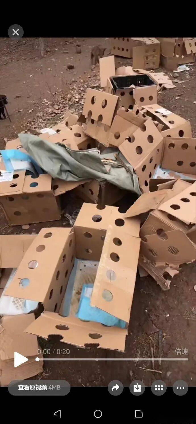 快遞面單上沒寫“這是生命”：青島膠州，一場400只幼犬無法抵達的運輸