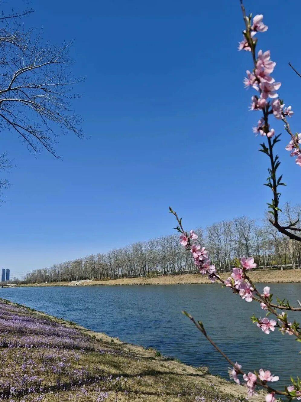 收藏！通州三條綠道上榜北京春花地圖！賞花時間、交通方式…