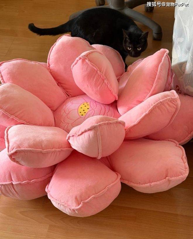 原創花重金買蓮花座貓窩，貓咪卻死活不肯上去：還不如快遞紙箱呢！