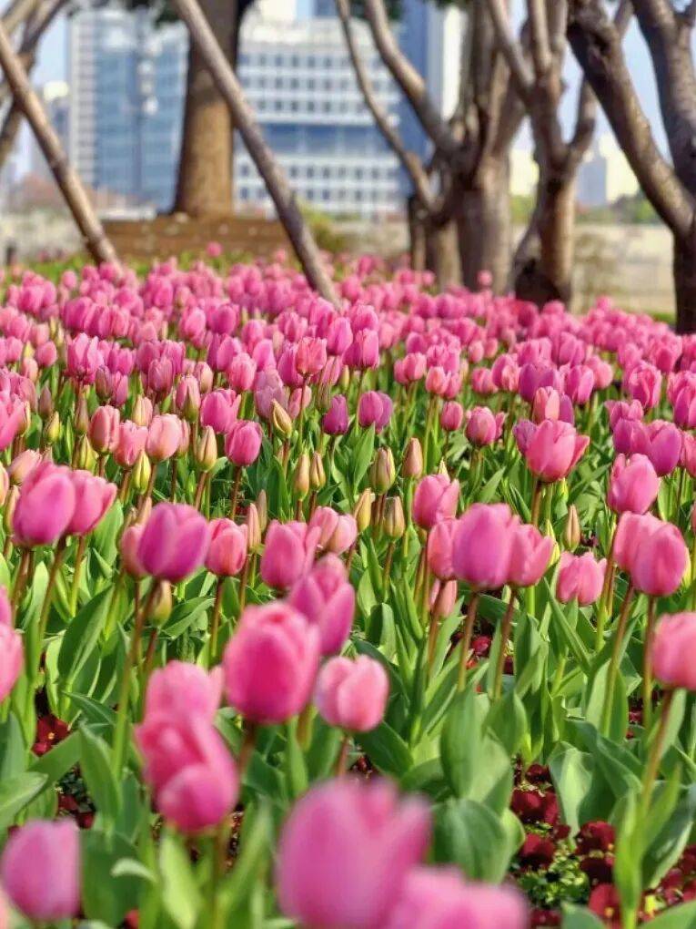 3條絕美騎行線，收藏春日上海！