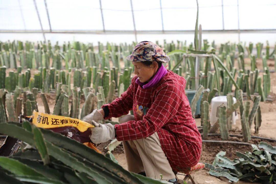 “南果北種”的科技突圍與產業新義 | 科技春耕看楊凌