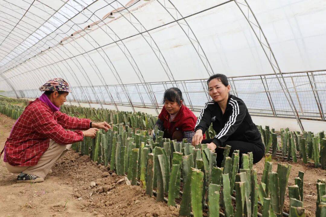 “南果北種”的科技突圍與產業新義 | 科技春耕看楊凌