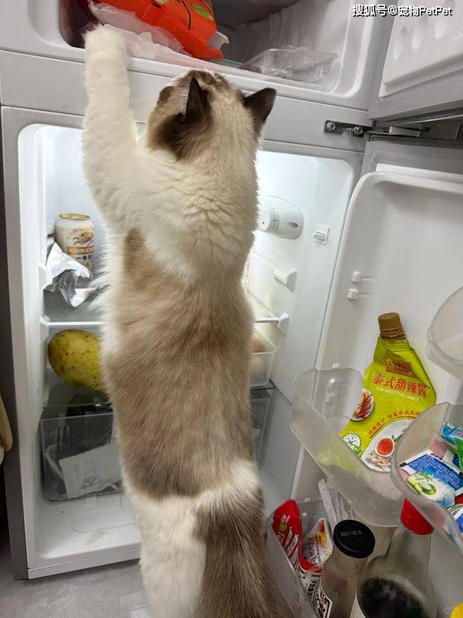 原創為防止貓咪拆家，將全屋裝修成不鏽鋼堡壘，開鎖師傅進門看傻眼