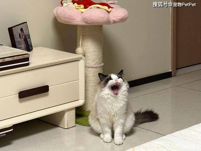 原創為防止貓咪拆家，將全屋裝修成不鏽鋼堡壘，開鎖師傅進門看傻眼