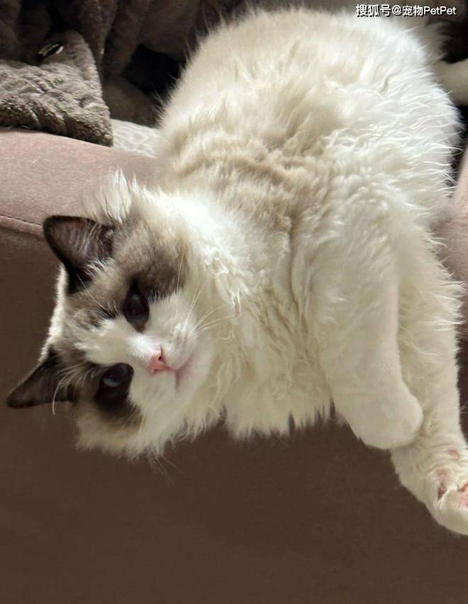 原創為防止貓咪拆家，將全屋裝修成不鏽鋼堡壘，開鎖師傅進門看傻眼