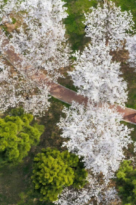 收藏轉發！春天就是要到花海里去
