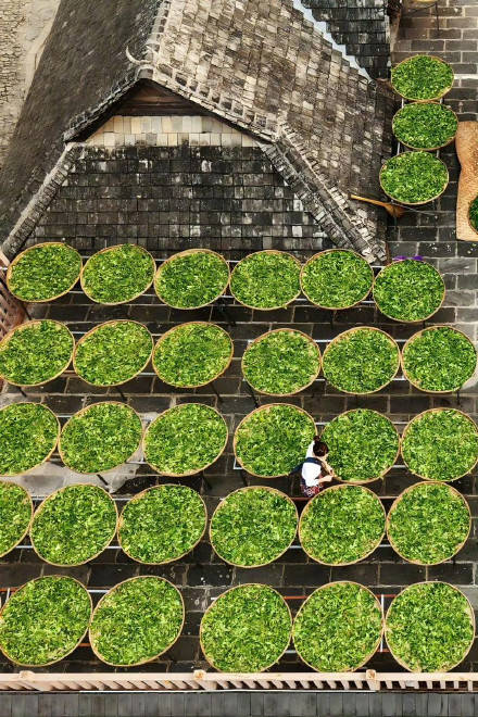 收藏轉發！春天就是要到花海里去