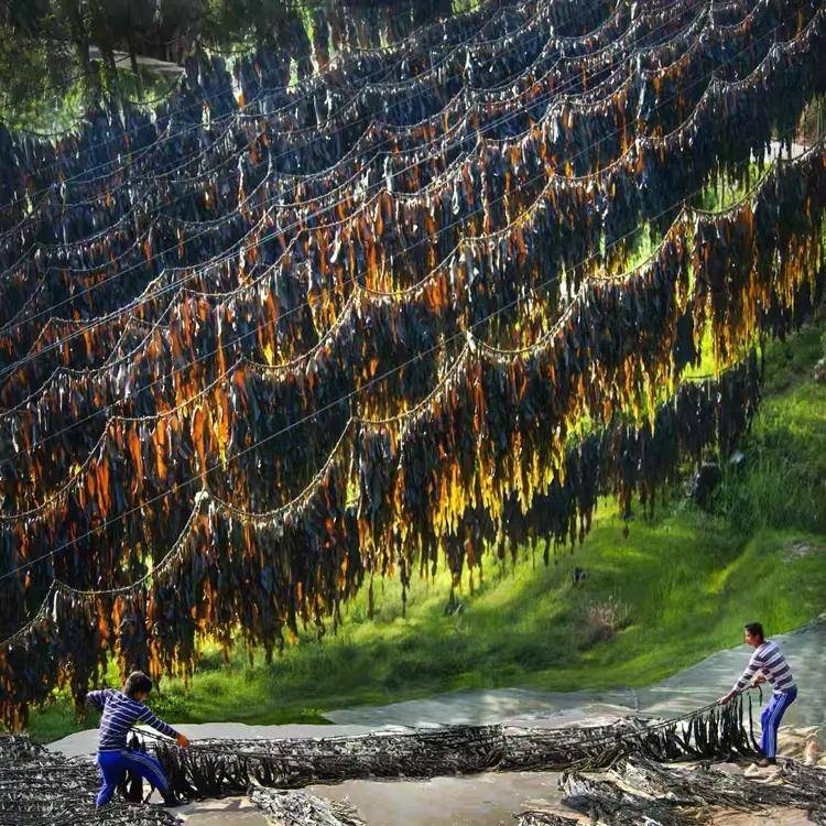 平潭島藍眼淚，霞浦海帶季、船𠂆油漆工、惠安女、山腰鹽廠、潯埔女攝影團