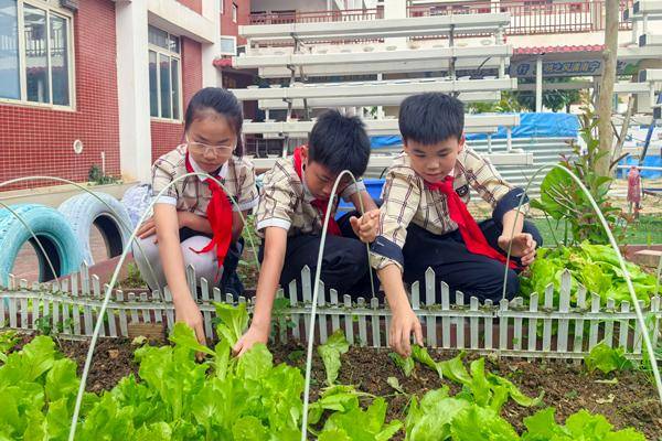 南寧市鑫利華小學開展種植義賣綜合實踐活動