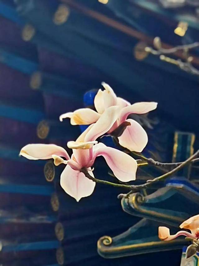 一磚一瓦遇春光，收藏這一幀幀“山河春韻圖”