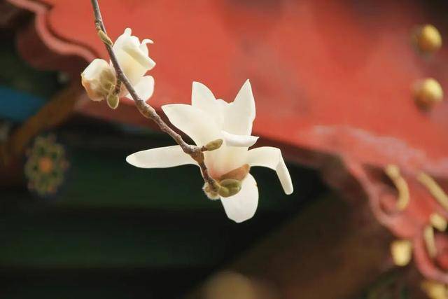 一磚一瓦遇春光，收藏這一幀幀“山河春韻圖”