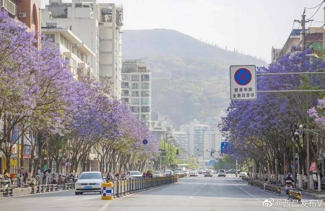 比大理浪漫！比昆明更近！高鐵直達陽光小城，2萬株藍花楹美瘋！觀海登山，美食吃到爽！