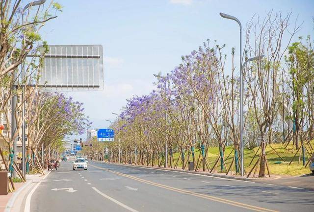 比大理浪漫！比昆明更近！高鐵直達陽光小城，2萬株藍花楹美瘋！觀海登山，美食吃到爽！
