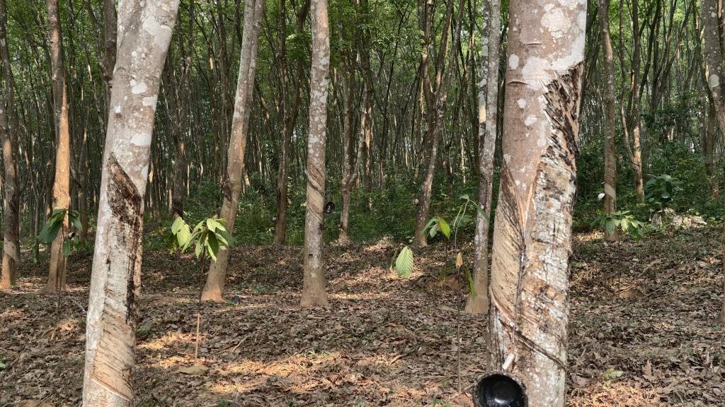 旅遊變旅居、旅創，西雙版納從旅遊目的地升級為可生活、可創業