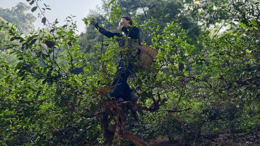 旅遊變旅居、旅創，西雙版納從旅遊目的地升級為可生活、可創業
