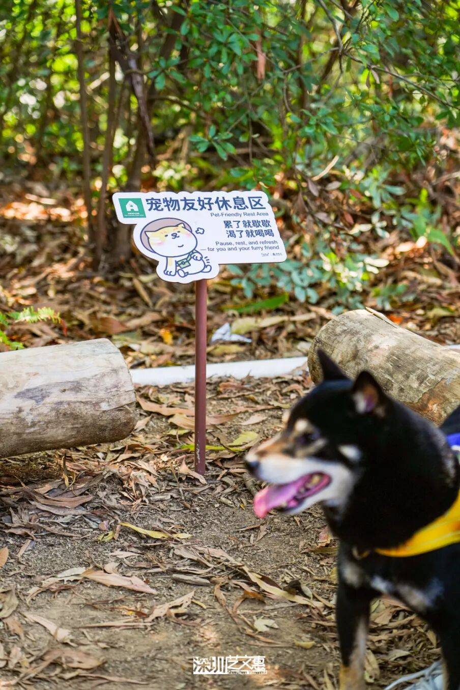 今日深圳｜聽說，羅芳郊野徑新開了個“狗狗圖書館”