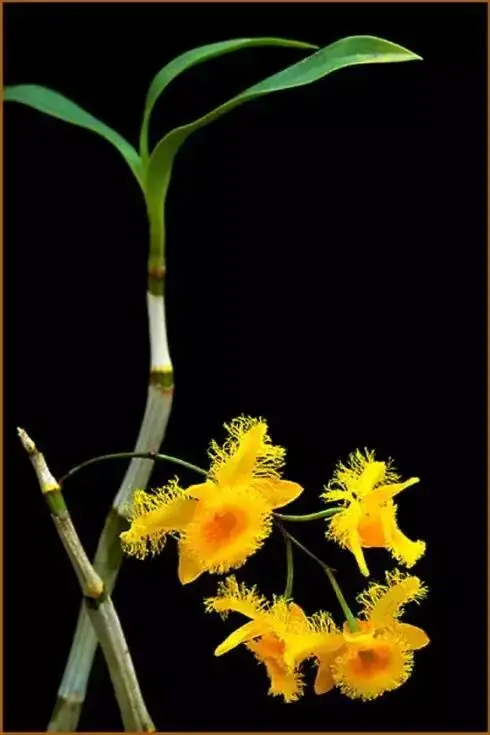 極品蘭花，國畫好素材！