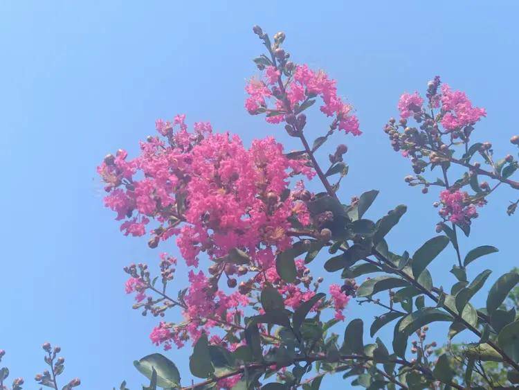 七律 贊內蒙古第36屆旅遊草原那達慕開幕（外兩首）