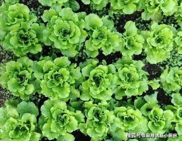 原創它被稱為菜中腦白金，經常吃美容養顏，愛美女性不容錯過