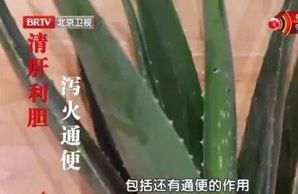 它被稱為“天然青黴素”，夏天常用，抑菌消炎、美容抗衰老、通便，但吃不對有危險